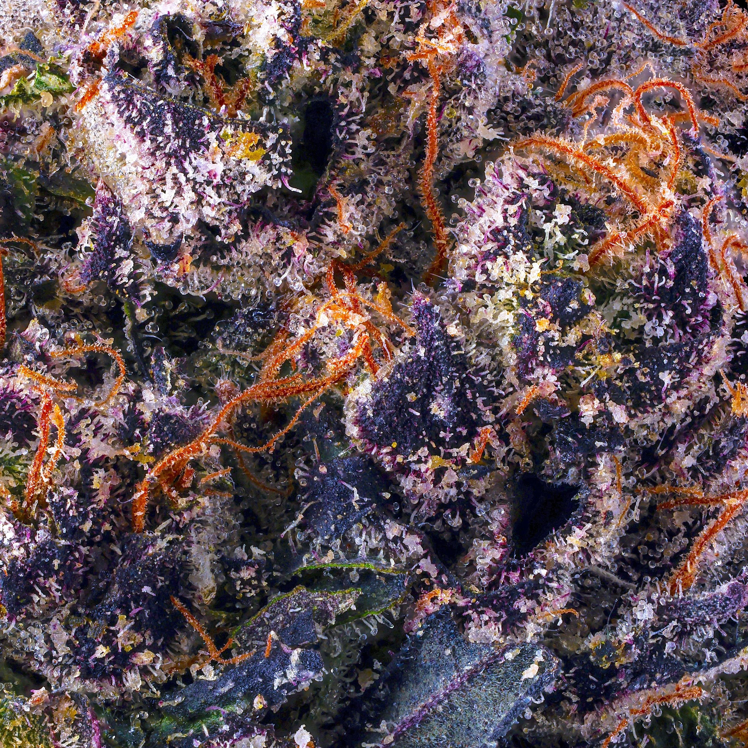 Sticky Grapez — Maven Genetics